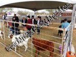 Petting Zoo's for Hire, petting zoo rentals, Phoenix, Scottsdale AZ