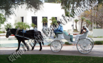 Wedding Carriage rentals, Horse drawn carriage rides, Scottsdale AZ, Phoenix